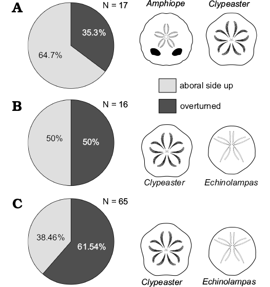 Sand Dollar - Clypeaster sp.