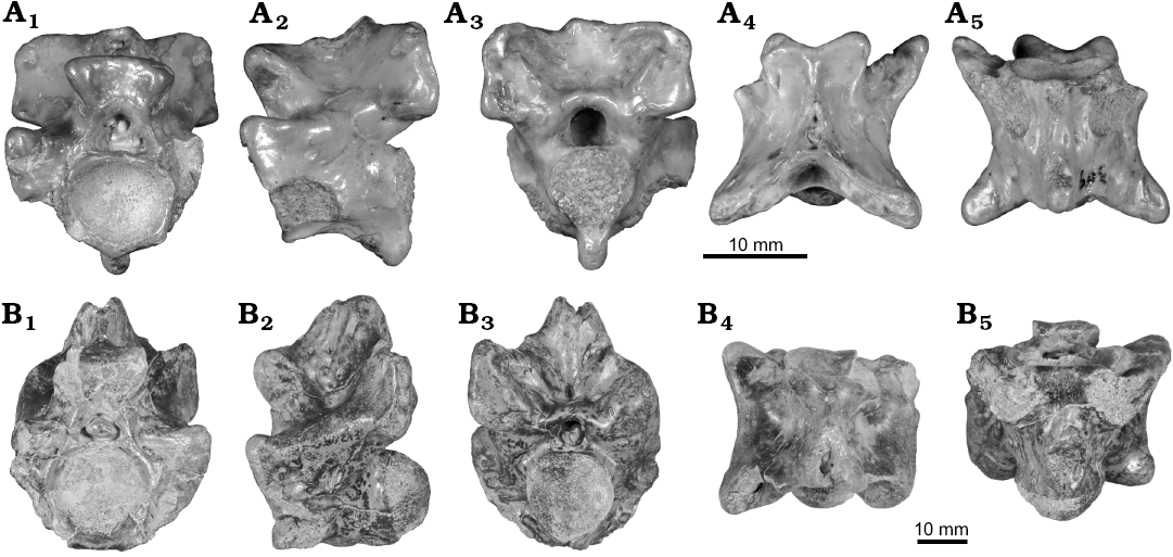 Eocene Epoch 6 Grams Abdoun Morocco Approx Sea Snake Vertebrae Palaeophis