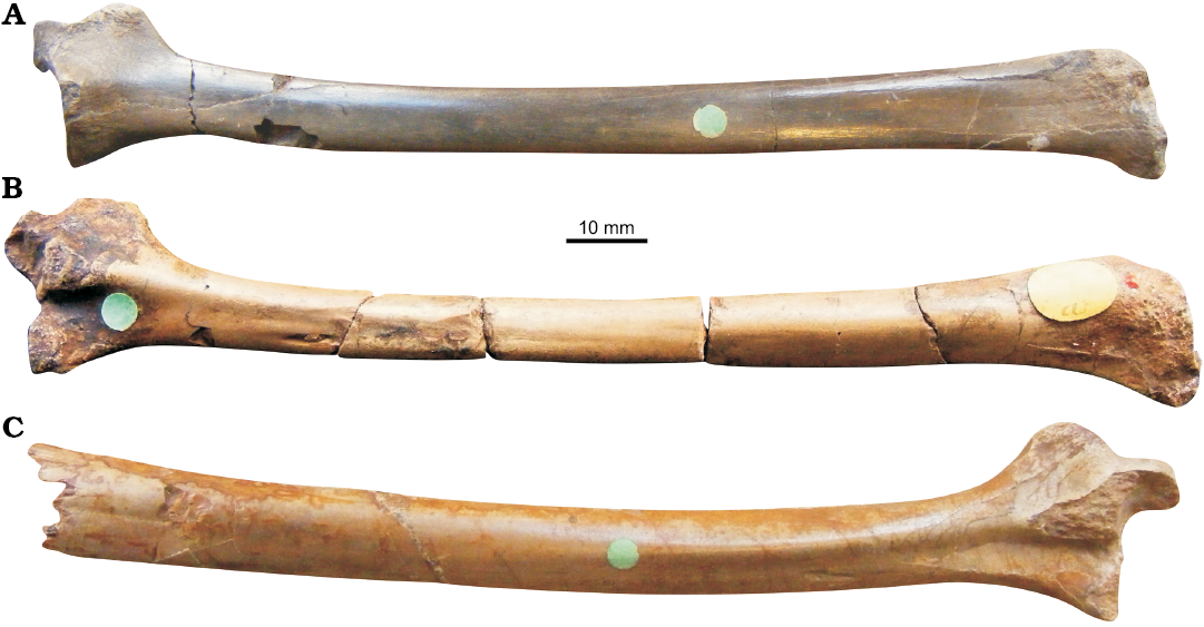 Pterodactyloidea indet. (SGO.PV.22913), distal portion of a right femur