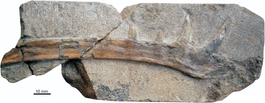 Pterodactyloidea indet. (SGO.PV.22913), distal portion of a right femur