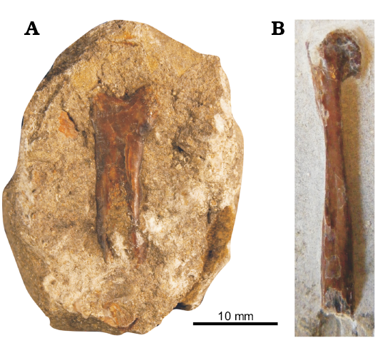 Pterodactyloidea indet. (SGO.PV.22913), distal portion of a right femur