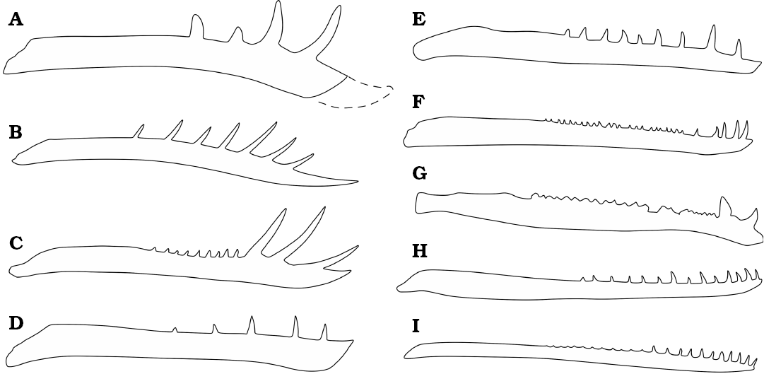 Basal pterosaurs (A und B) and Pterodactyloidea (C) from the Solnhofen