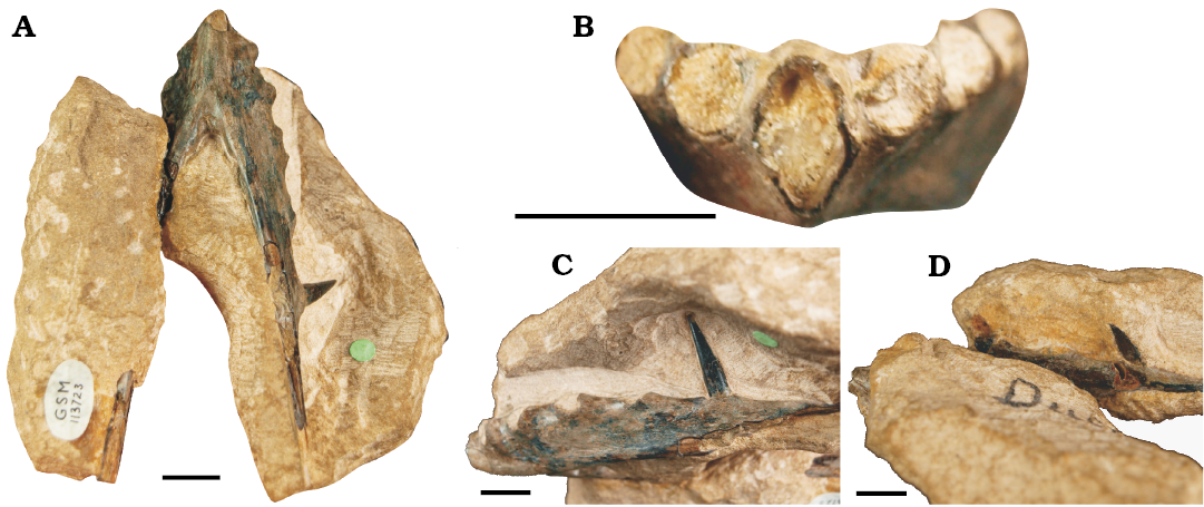 Pterodactyloidea indet. (SGO.PV.22913), distal portion of a right femur