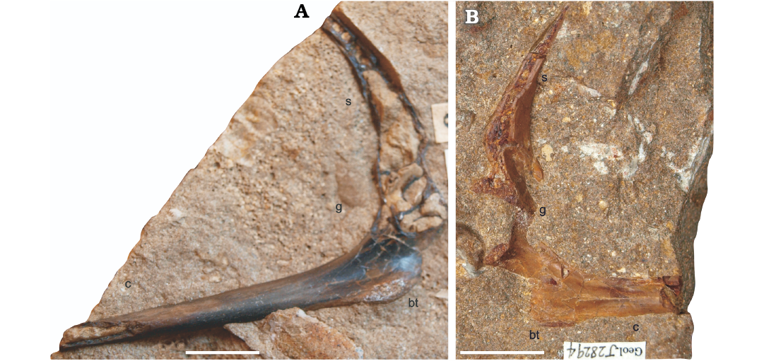 Pterodactylus scolopaciceps Meyer, 1860 (Pterosauria, Pterodactyloidea)  from the Upper Jurassic of Bavaria, Germany: The Problem of Cryptic  Pterosaur Taxa in Early Ontogeny