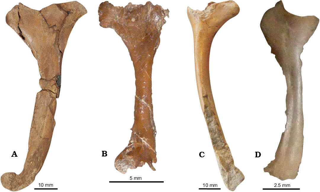 Pterodactylus scolopaciceps Meyer, 1860 (Pterosauria, Pterodactyloidea)  from the Upper Jurassic of Bavaria, Germany: The Problem of Cryptic  Pterosaur Taxa in Early Ontogeny