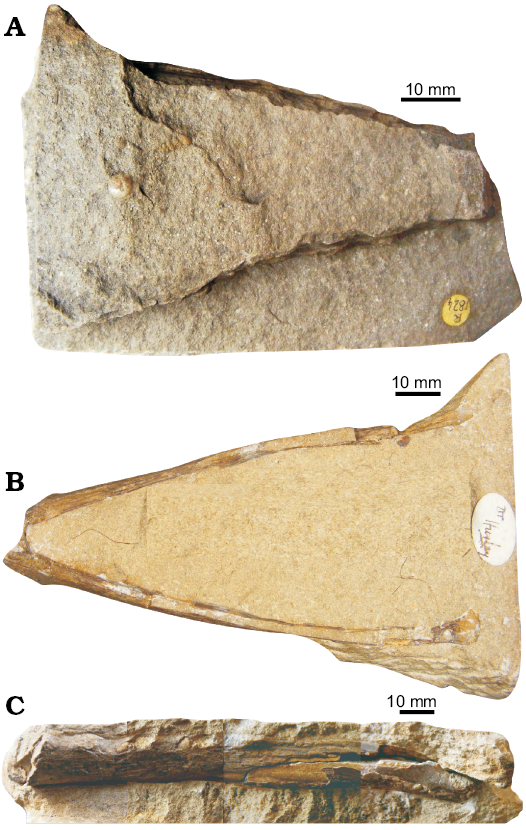 Pterodactyloidea indet. (SGO.PV.22913), distal portion of a right femur