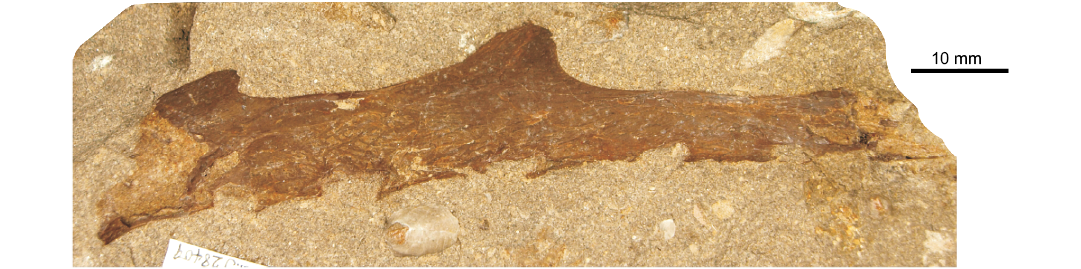 Pterodactyloidea indet. (SGO.PV.22913), distal portion of a right femur