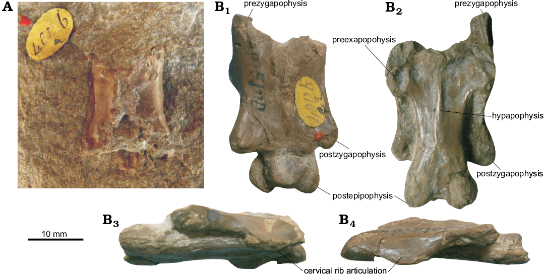 Pterodactyloidea indet. (SGO.PV.22913), distal portion of a right femur