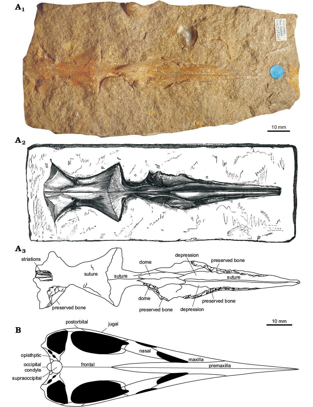 Pterodactyloidea indet. (SGO.PV.22913), distal portion of a right femur