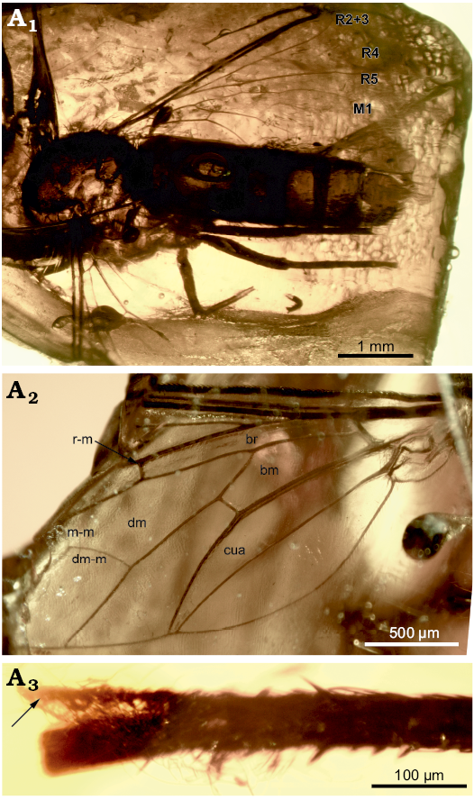 Bulletin. ed spur of the hind tibia rather short and broad