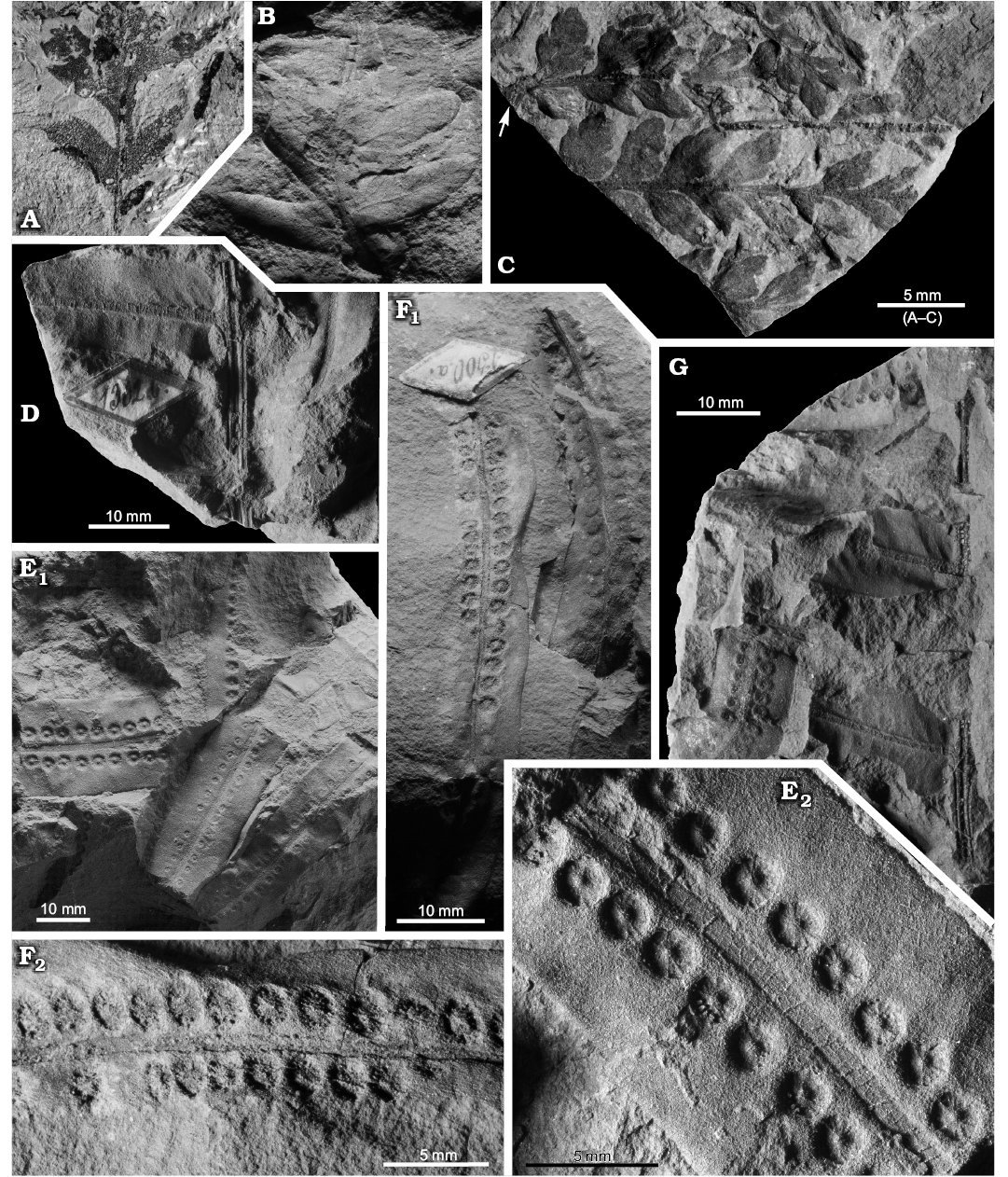 A dictionary of the fossils of Pennsylvania and neighboring states named in  the reports and catalogues of the survey  Paleontology. fig. 67, showing  a group of fragments assigned (where found