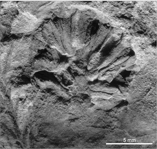 A dictionary of the fossils of Pennsylvania and neighboring states named in  the reports and catalogues of the survey  Paleontology. fig. 67, showing  a group of fragments assigned (where found