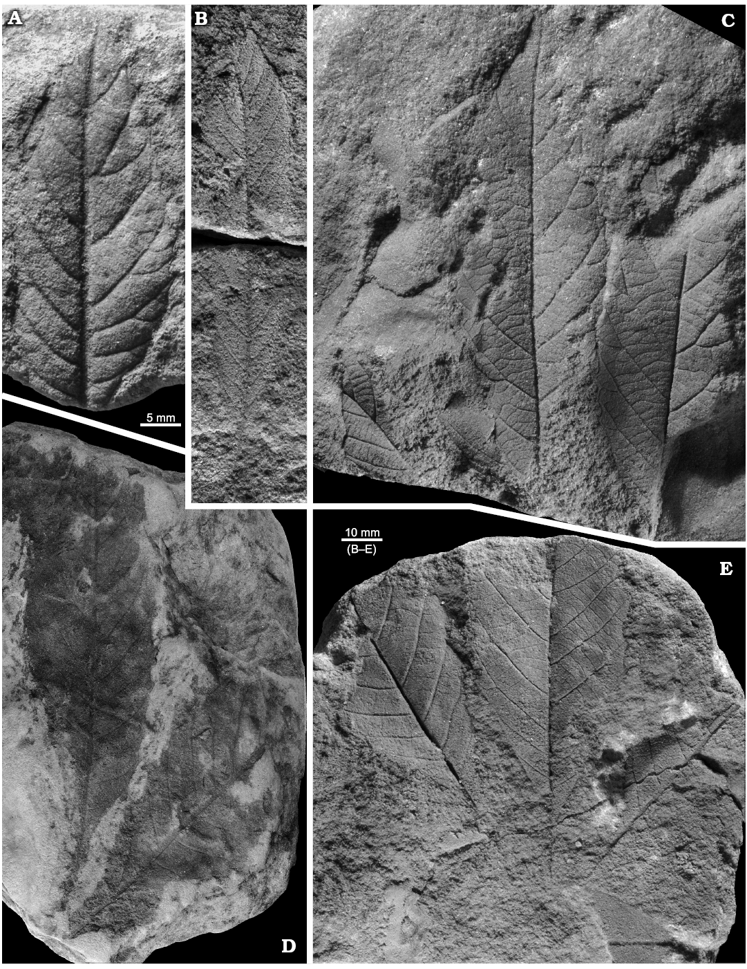 A dictionary of the fossils of Pennsylvania and neighboring states named in  the reports and catalogues of the survey  Paleontology. fig. 67, showing  a group of fragments assigned (where found