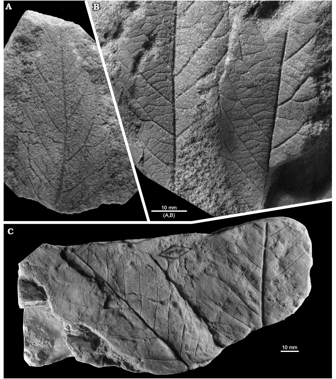 A dictionary of the fossils of Pennsylvania and neighboring states named in  the reports and catalogues of the survey  Paleontology. fig. 67, showing  a group of fragments assigned (where found