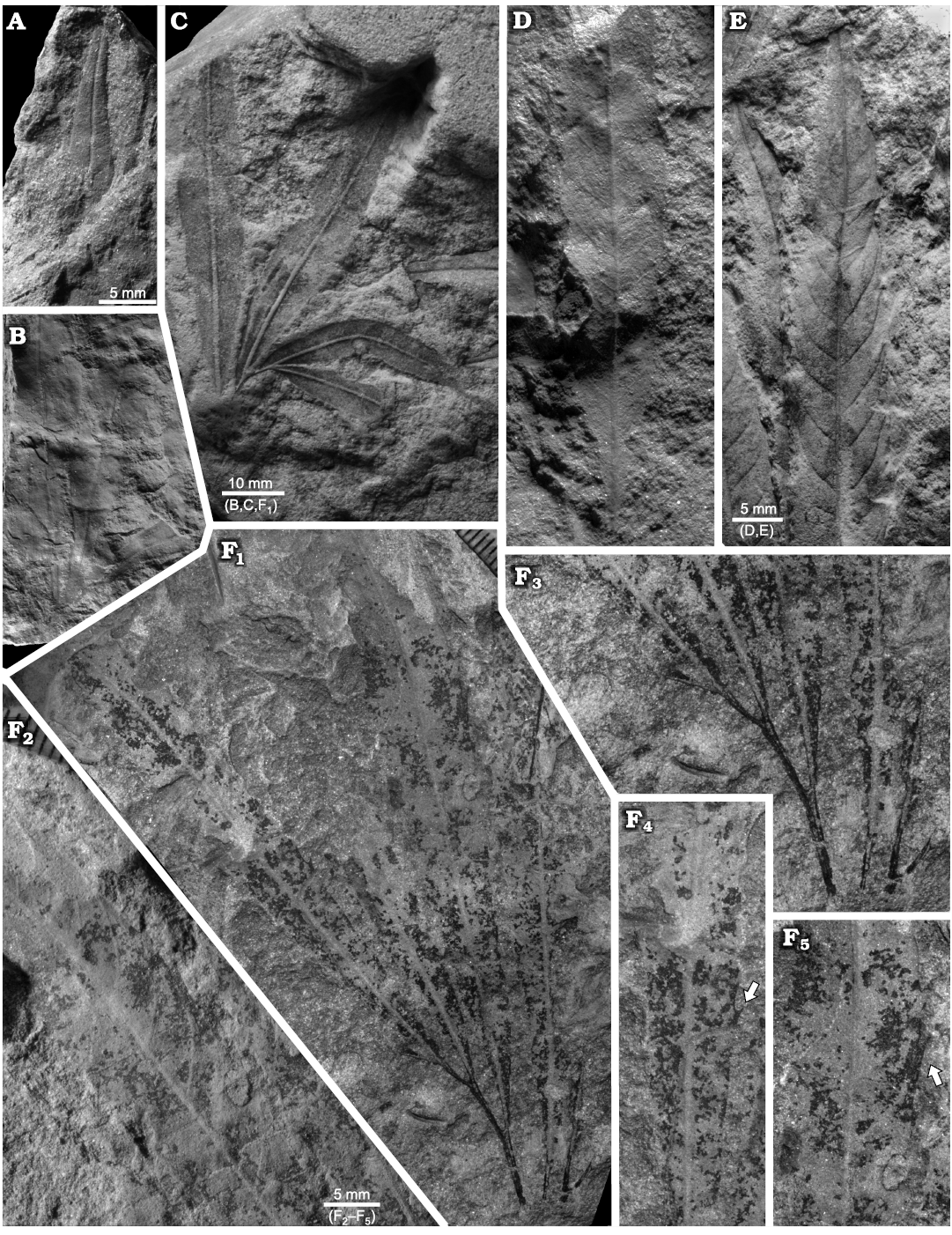 A dictionary of the fossils of Pennsylvania and neighboring states named in  the reports and catalogues of the survey  Paleontology. fig. 67, showing  a group of fragments assigned (where found