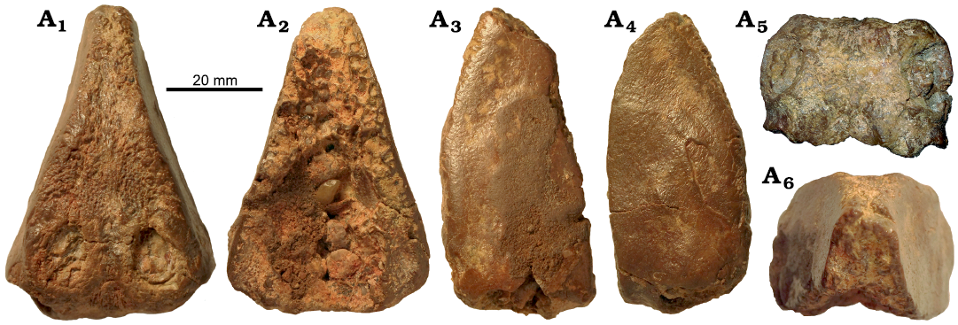 Species New to Science: [Paleontology • 2014] Maaradactylus kellneri • A  New toothed Pterosaur (Pterodactyloidea: Anhangueridae) from the Early  Cretaceous Romualdo Formation, NE Brazil