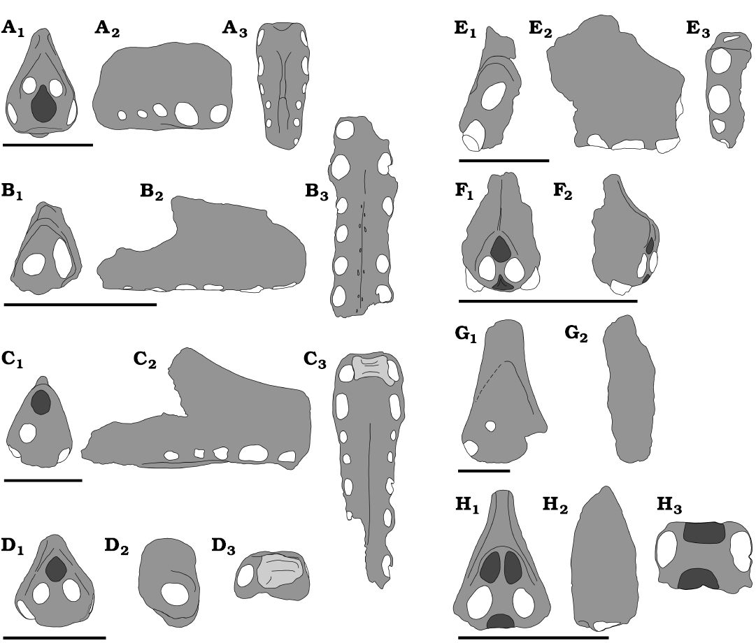 Nurhachius luei, a new istiodactylid pterosaur (Pterosauria,  Pterodactyloidea) from the Early Cretaceous Jiufotang Formation of Chaoyang  City, Liaoning Province (China) and comments on the Istiodactylidae [PeerJ]