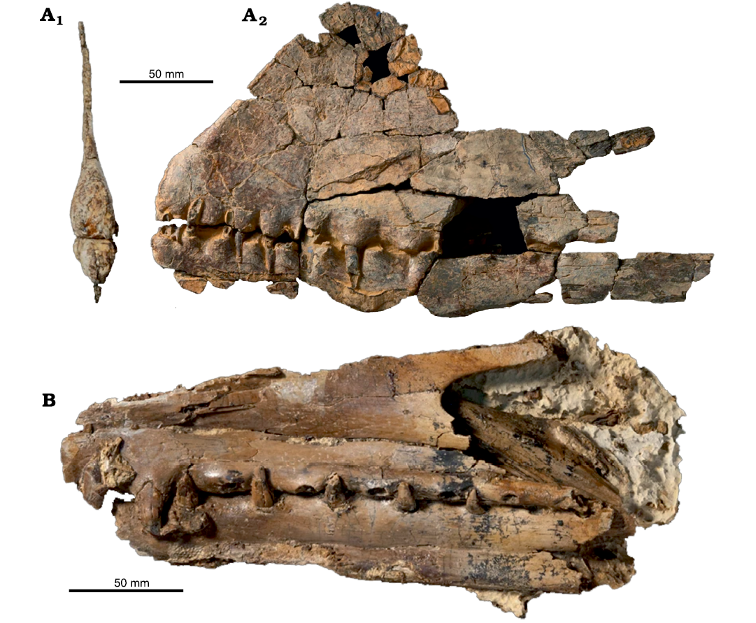 Nurhachius luei, a new istiodactylid pterosaur (Pterosauria,  Pterodactyloidea) from the Early Cretaceous Jiufotang Formation of Chaoyang  City, Liaoning Province (China) and comments on the Istiodactylidae [PeerJ]