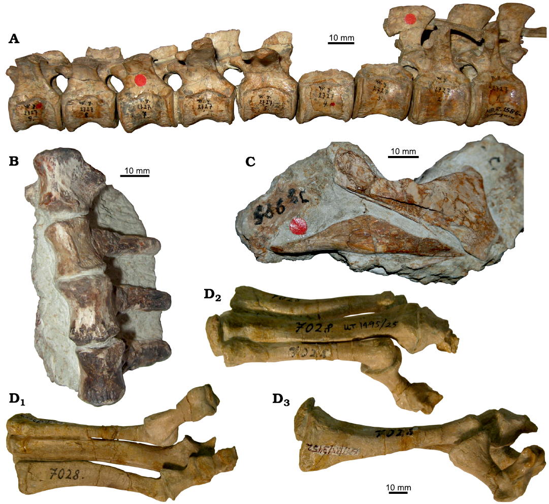 File:Antero-posterior section shape of cavities with and without corsets.gif  - Wikimedia Commons