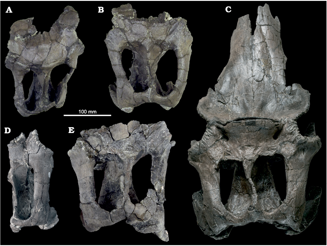 Maiasaura, a model organism for extinct vertebrate population