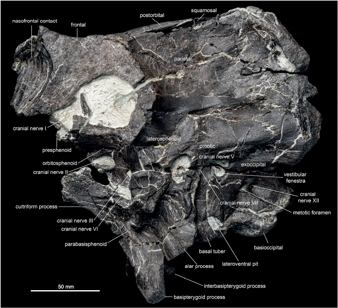 Maiasaura, a model organism for extinct vertebrate population