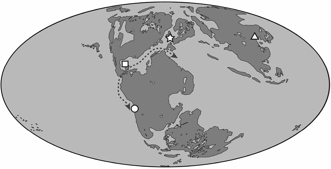 Simplified phylogenetic proposal of the Pterodactyloidea ingroup