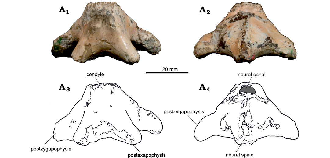 A New Crested Pterosaur from the Early Cretaceous of Spain: The First  European Tapejarid (Pterodactyloidea: Azhdarchoidea)