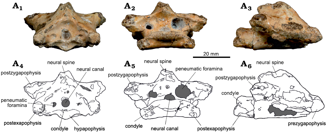 A Basal Tapejarine (Pterosauria; Pterodactyloidea; Tapejaridae) from the  Crato Formation, Early Cretaceous of Brazil