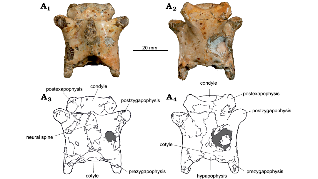 Species New to Science: [Paleontology • 2019] Keresdrakon vilsoni • A New  Toothless Pterosaur (Pterodactyloidea) from Southern Brazil with Insights  Into the Paleoecology of A Cretaceous Desert