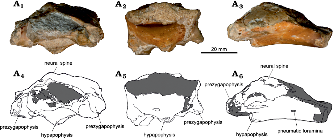 A New Crested Pterosaur from the Early Cretaceous of Spain: The First  European Tapejarid (Pterodactyloidea: Azhdarchoidea)