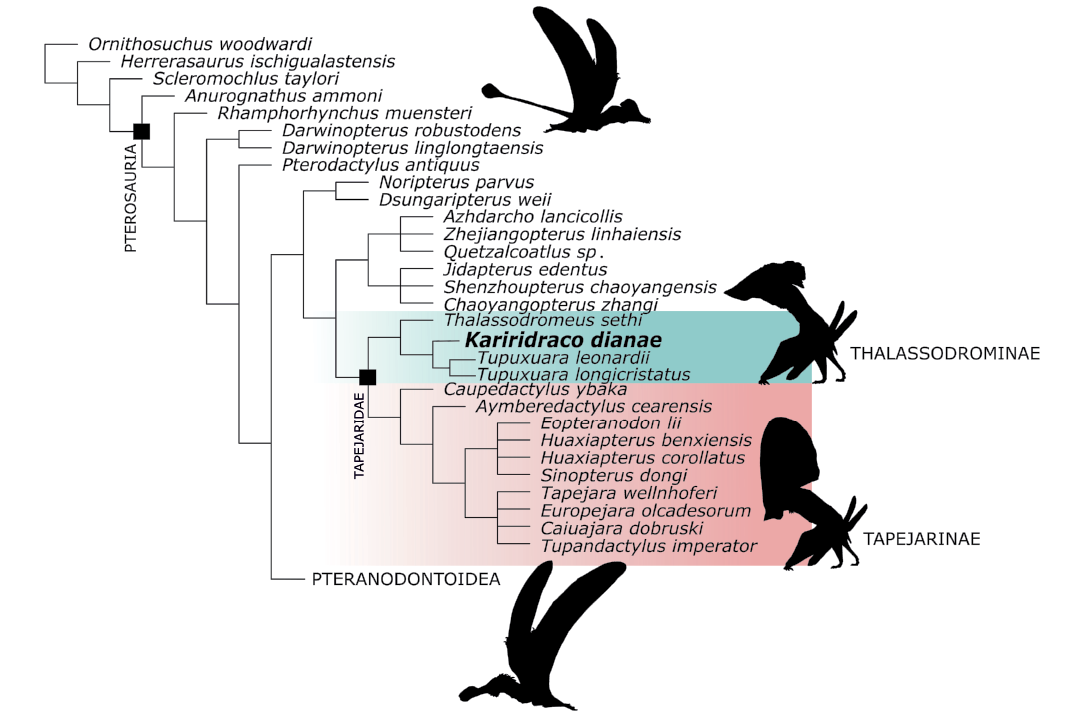 A New Crested Pterosaur from the Early Cretaceous of Spain: The First  European Tapejarid (Pterodactyloidea: Azhdarchoidea)