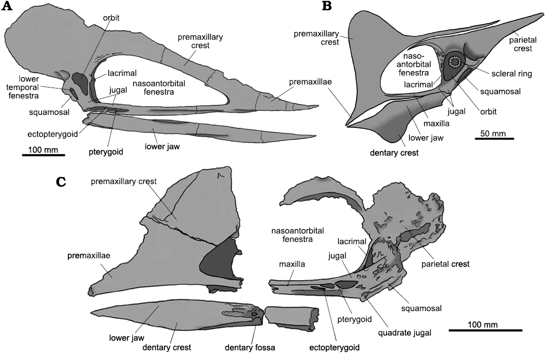 Soaring Ordosipterus #earlycretaceous #mesozoic #pterosauria # pterodactyloidea #dsungaripteridae #ordosipterus #china by: @pnsozcyy