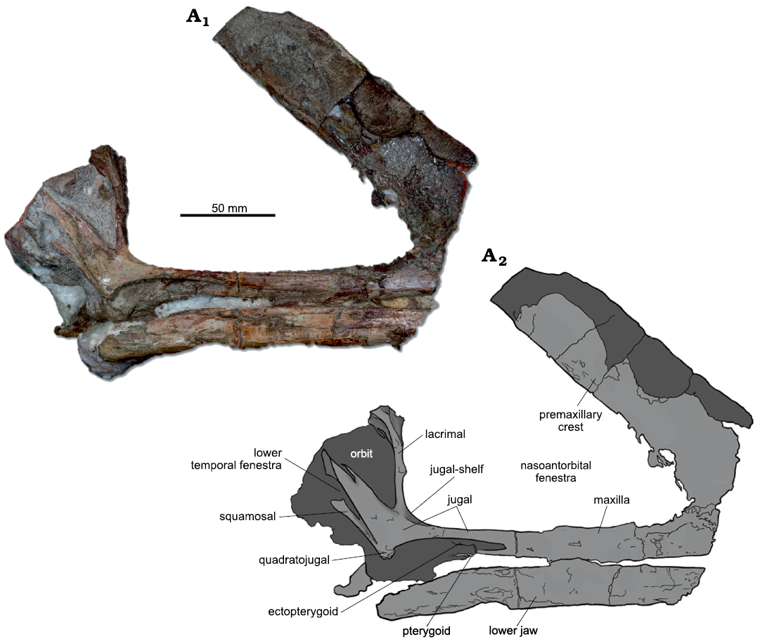 PDF] A New Crested Pterosaur from the Early Cretaceous of Spain: The First  European Tapejarid (Pterodactyloidea: Azhdarchoidea)