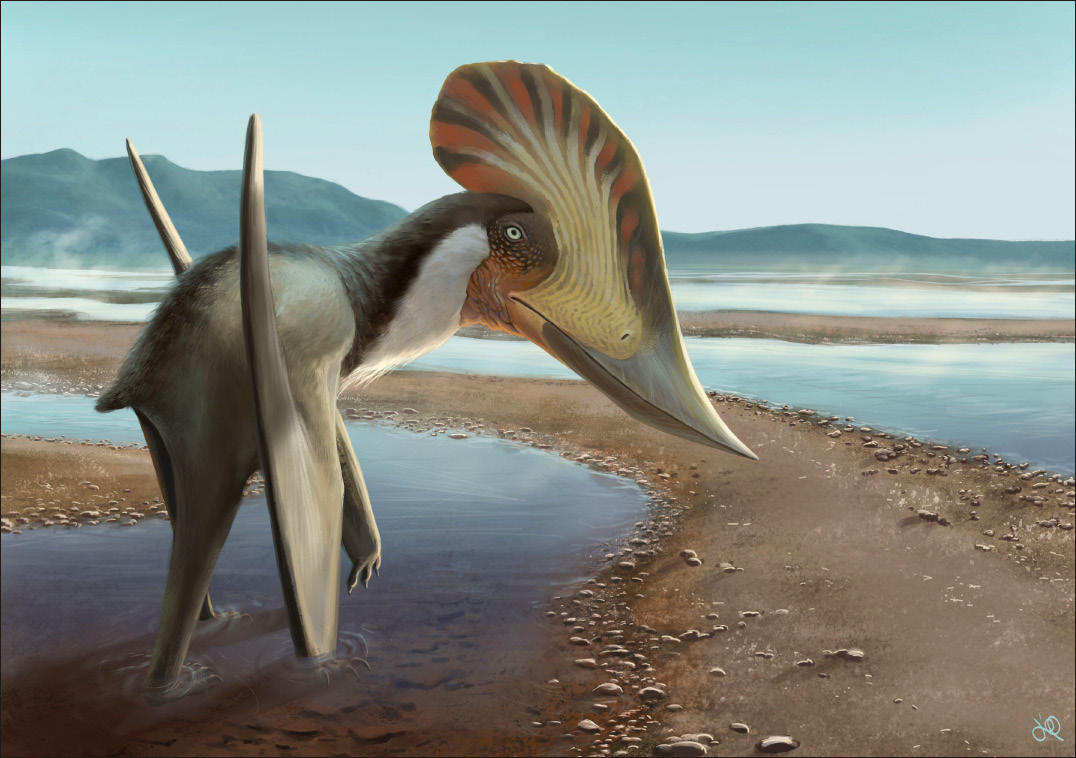 Soaring Ordosipterus #earlycretaceous #mesozoic #pterosauria # pterodactyloidea #dsungaripteridae #ordosipterus #china by: @pnsozcyy