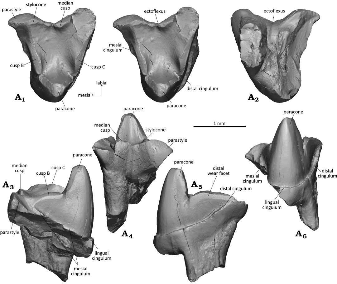 Upper dentitions of various therians from the Cretaceous, Kyzylkum