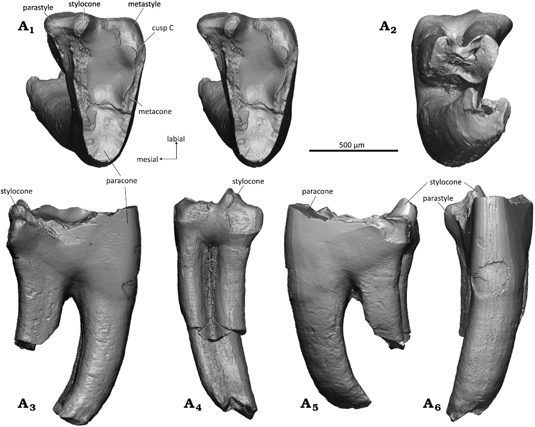 Upper dentitions of various therians from the Cretaceous, Kyzylkum