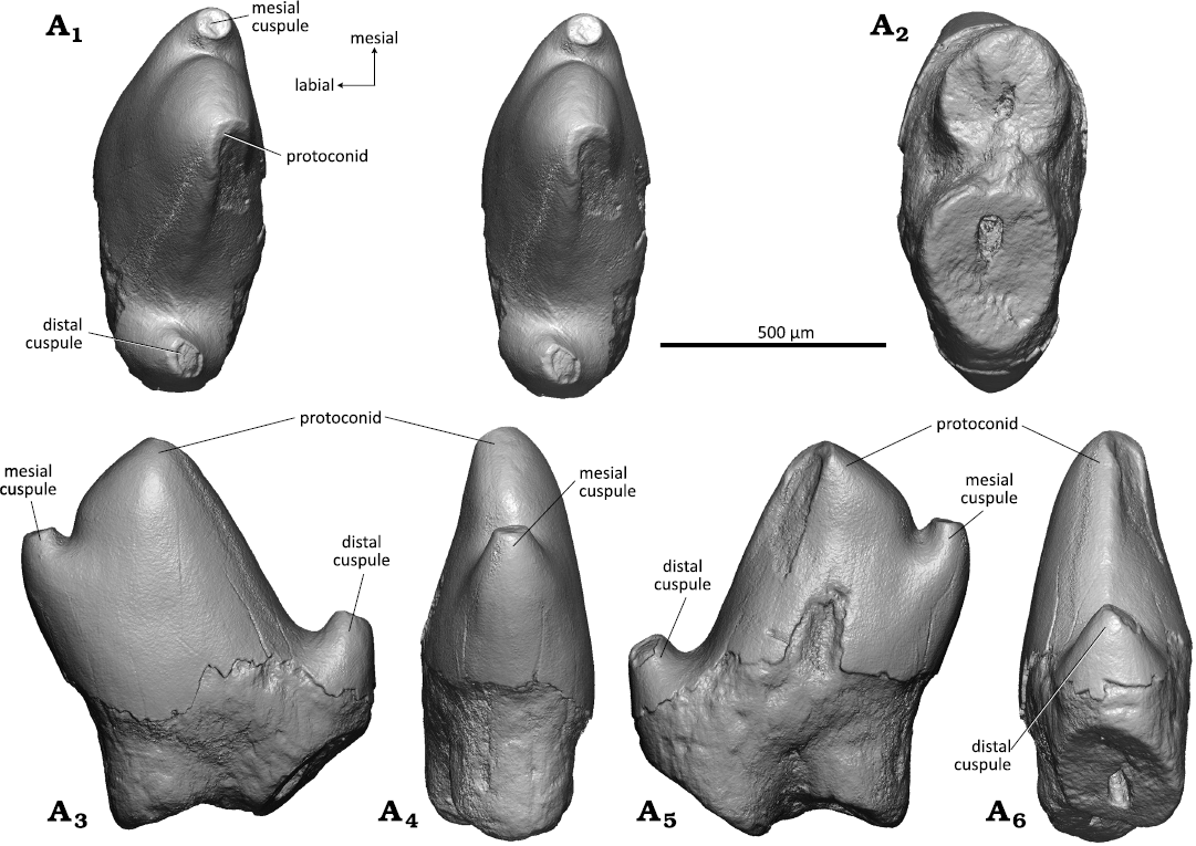 Upper dentitions of various therians from the Cretaceous, Kyzylkum