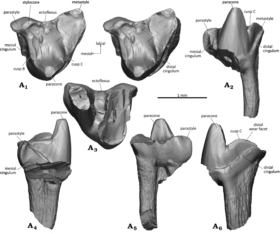 Upper dentitions of various therians from the Cretaceous, Kyzylkum