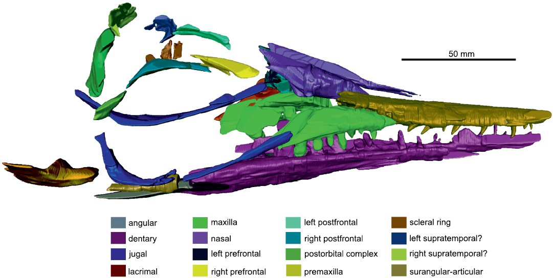 Soaring Ordosipterus #earlycretaceous #mesozoic #pterosauria # pterodactyloidea #dsungaripteridae #ordosipterus #china by: @pnsozcyy