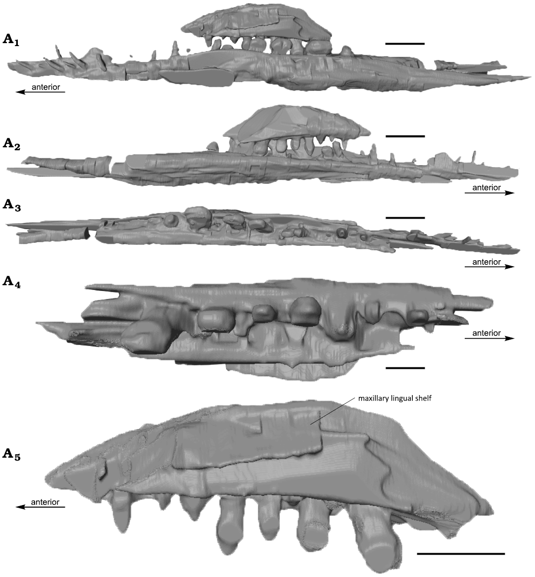 Soaring Ordosipterus #earlycretaceous #mesozoic #pterosauria # pterodactyloidea #dsungaripteridae #ordosipterus #china by: @pnsozcyy