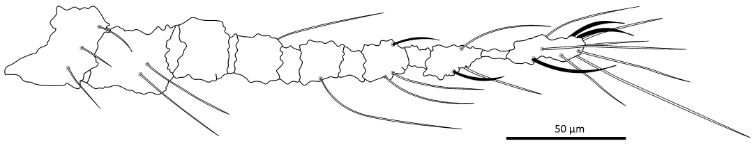 18509.png